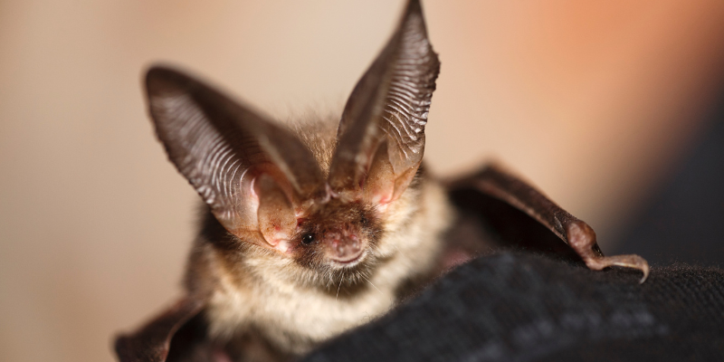 Removing Bats from your house - Baribault Fuel